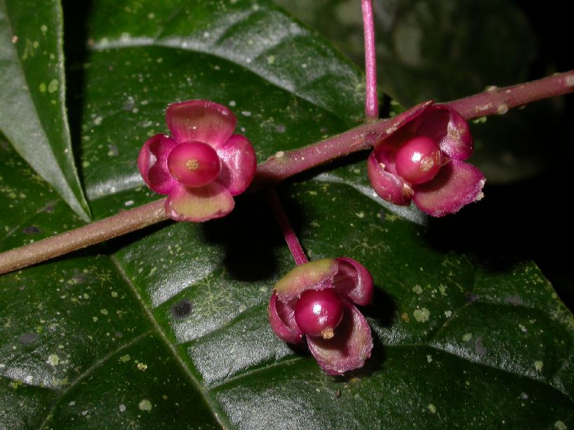 Phytolaccaceae Trichostigma polyandrum