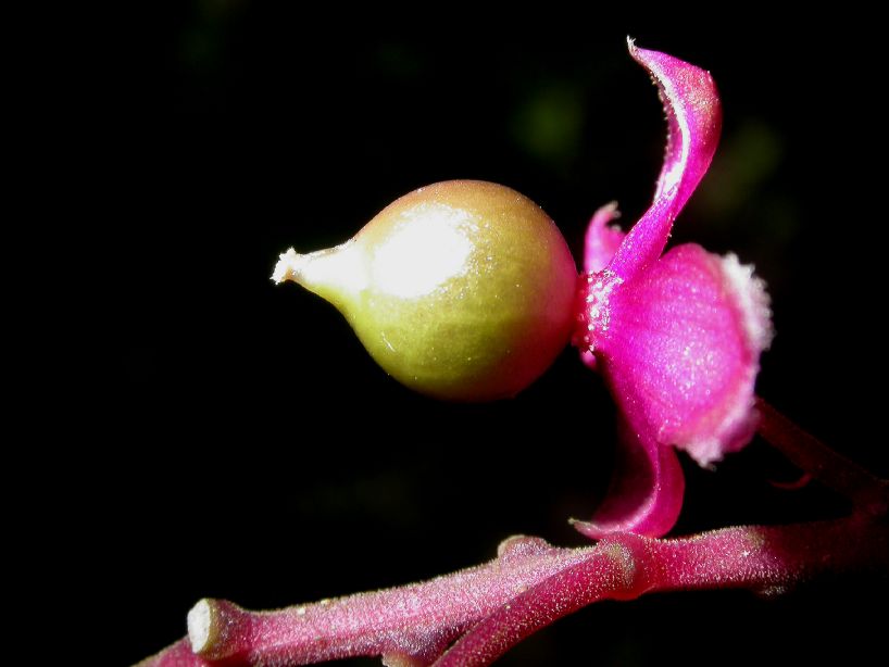Phytolaccaceae Trichostigma polyandrum