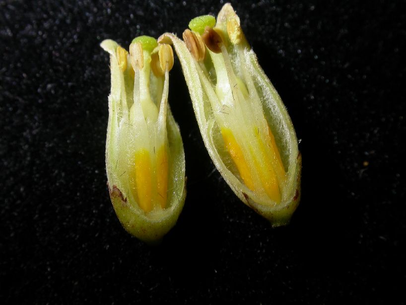 Meliaceae Cedrela odorata