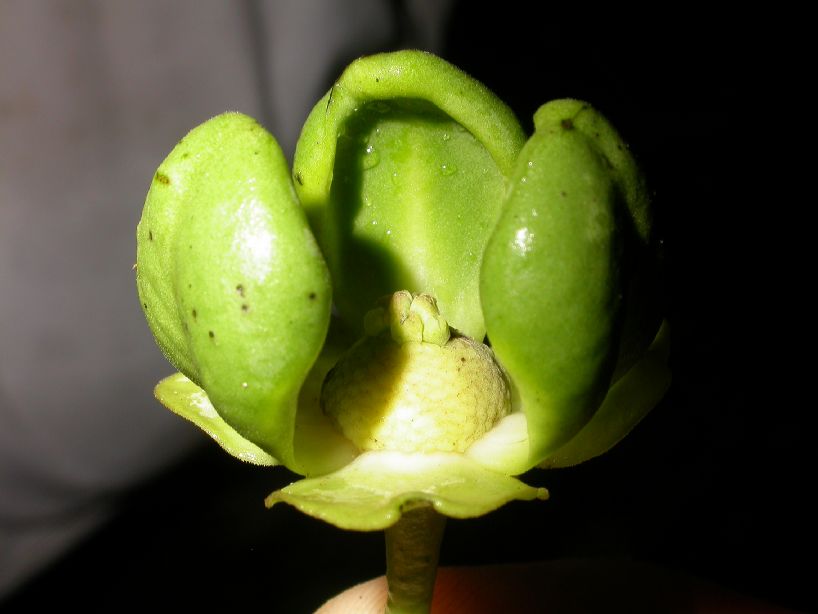 Annonaceae Cymbopetalum torulosum