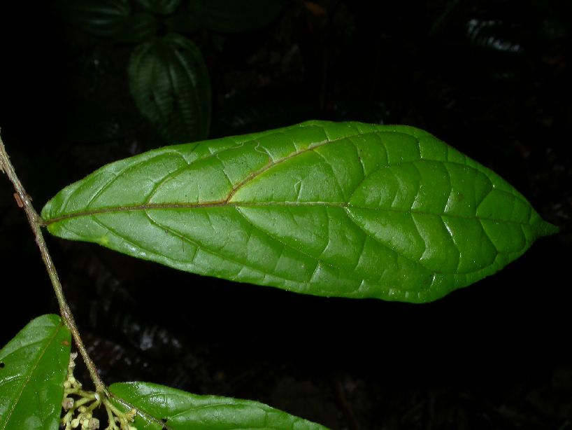 Dichapetalaceae Dichapetalum axillare