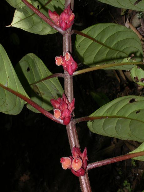 Gesneriaceae Drymonia coriacea