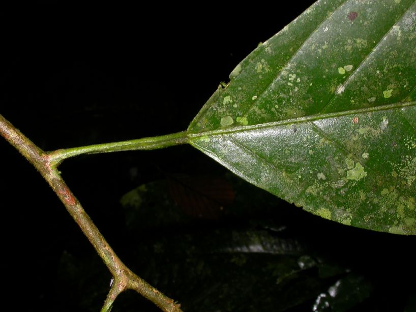 Coulaceae Minquartia guinanensis