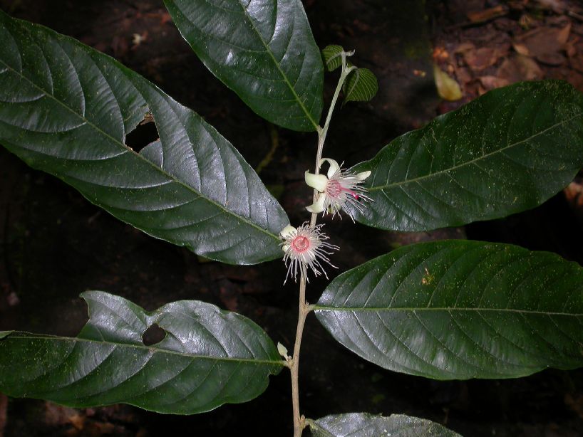 Samydaceae Ryania speciosa