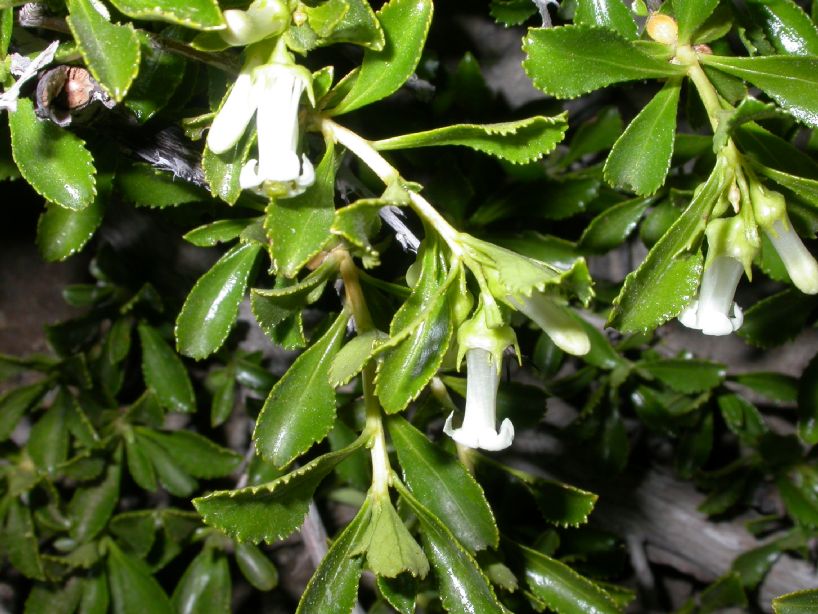 Escalloniaceae Escallonia 