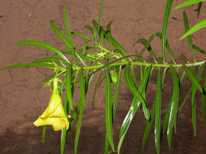 Apocynaceae Thevetia peruviana