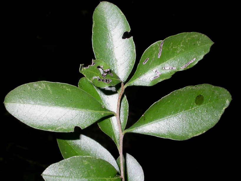 Achatocarpaceae Achatocarpus praecox