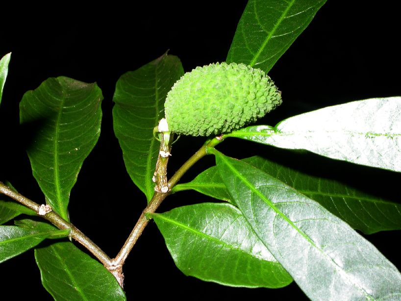 Asclepiadaceae  