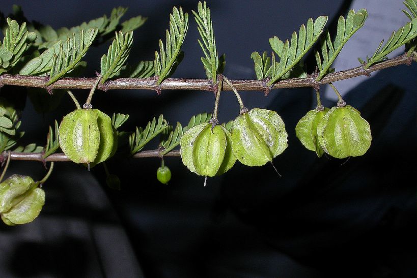 Zygophyllaceae Bulnesia bonariensis