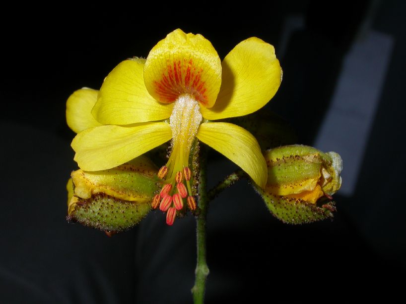 Fabaceae Caesalpinia 