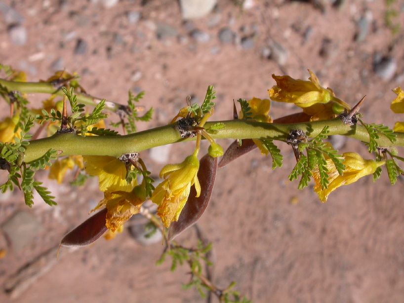 Fabaceae Cercidium praecox