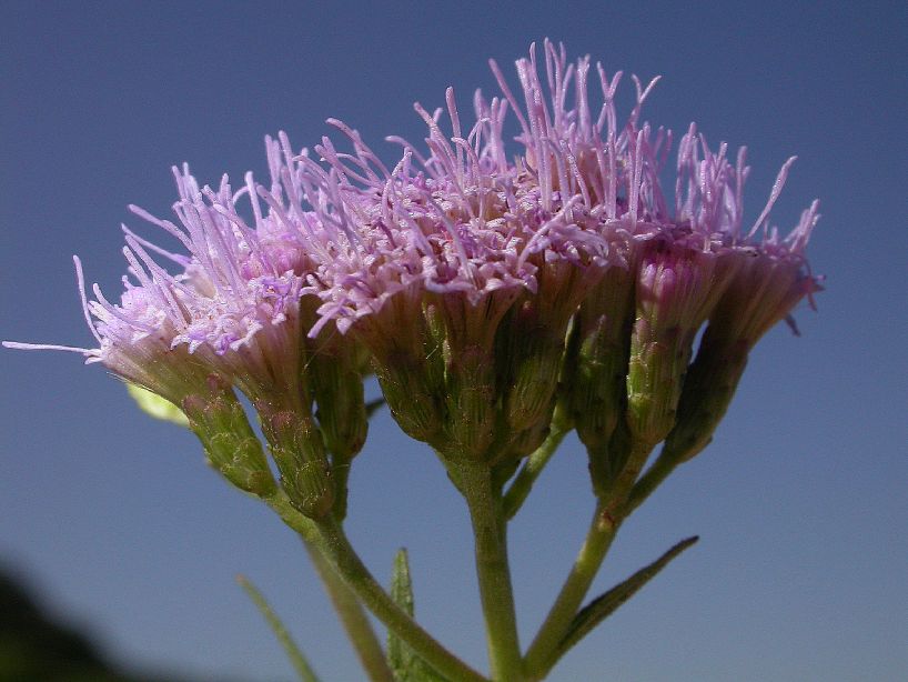 Asteraceae Chromolaena arnottiana