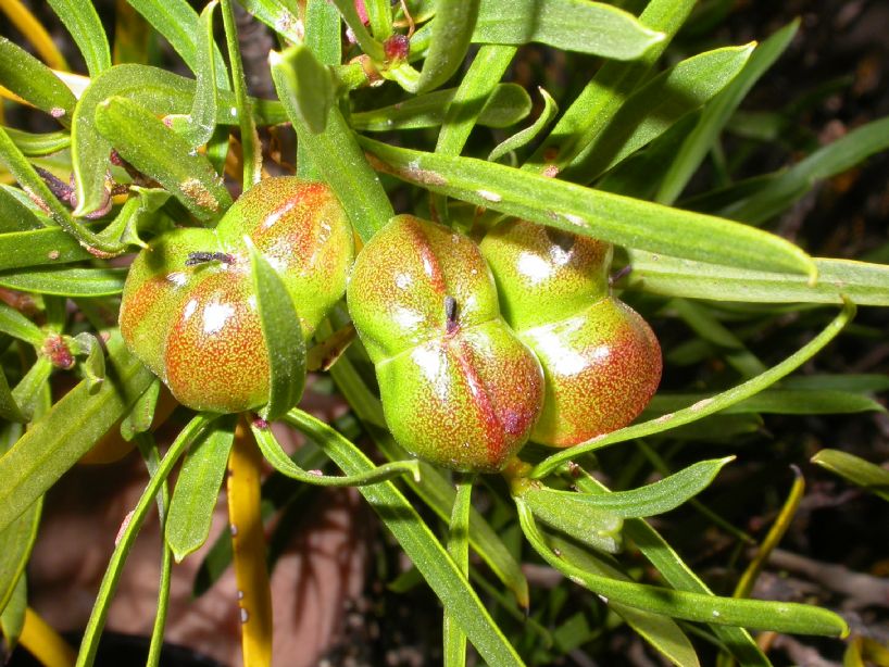 Euphorbiaceae Colliguaja 