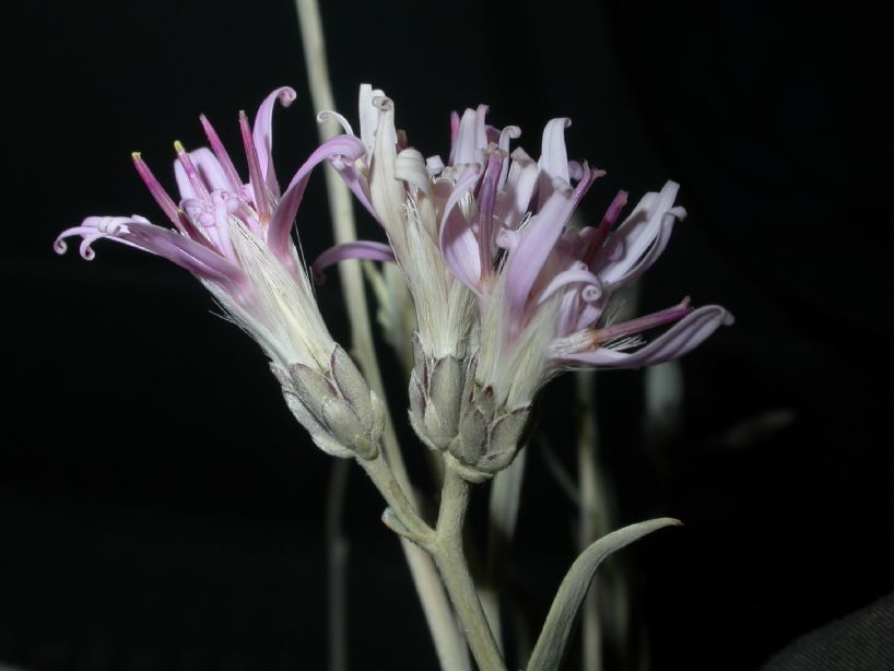 Asteraceae Hyalis argentea