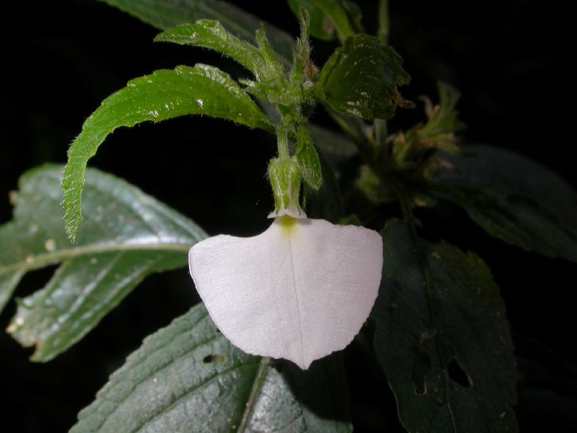 Violaceae Hybanthus sp. 2