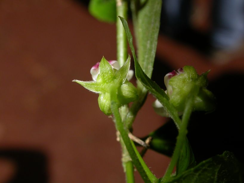 Violaceae Hybanthus 