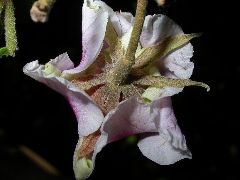 Sparmanniaceae Luehea divericata