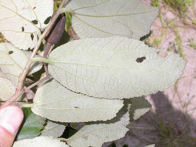 Sparmanniaceae Luehea divericata