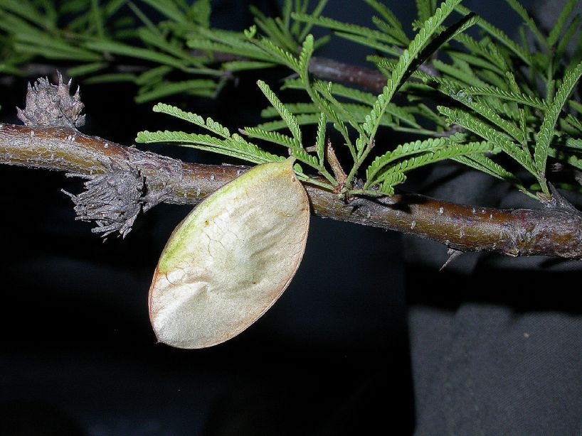 Fabaceae Mimozyganthus 