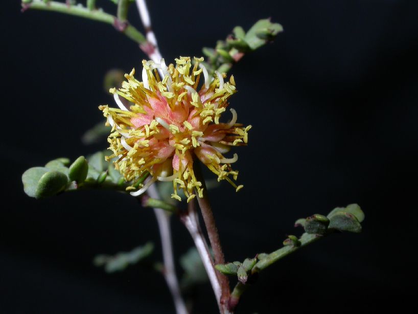 Fabaceae Prosopis strombulifera