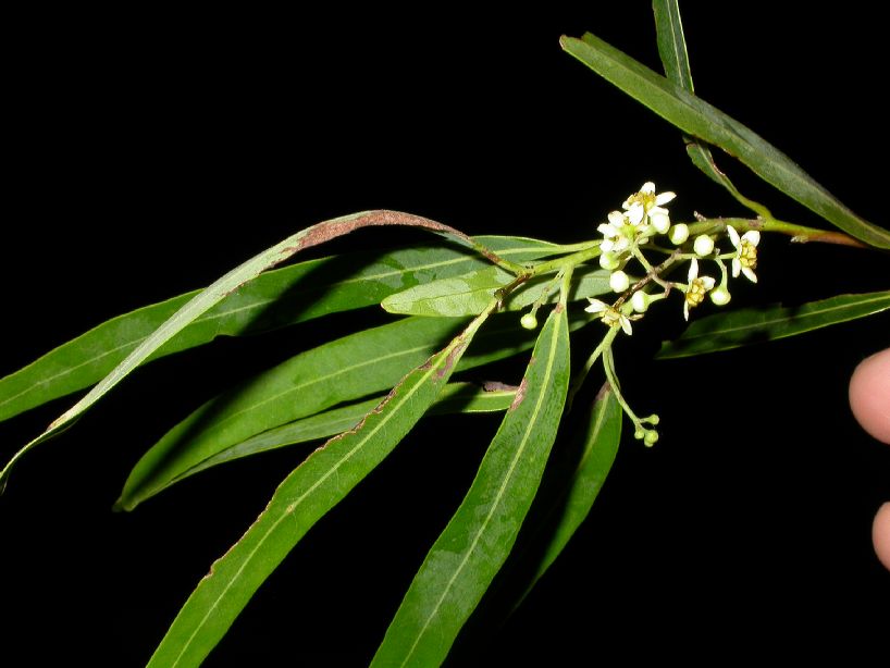 Euphorbiaceae Sebastiania 