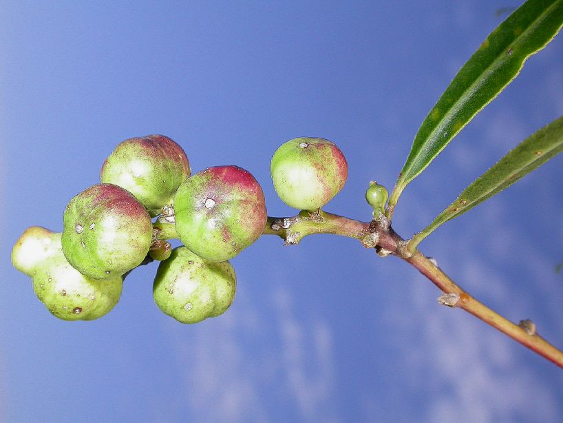 Euphorbiaceae Sebastiania 