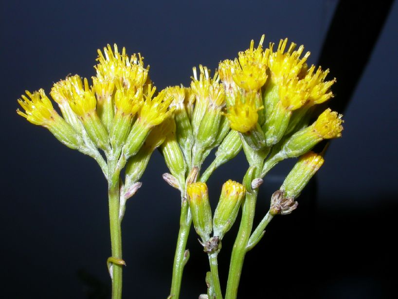 Asteraceae Senecio microcephalus