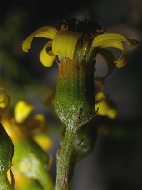 Asteraceae Senecio deferens