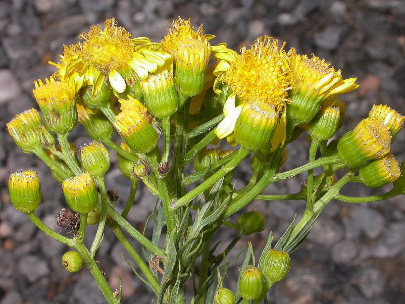 Asteraceae Senecio rudbeckiaefolius