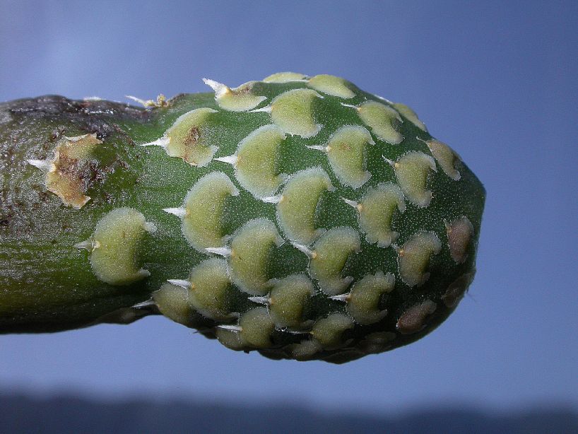 Cactaceae Stetsonia coryni