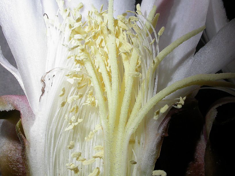 Cactaceae Stetsonia coryne