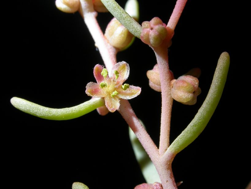 Amaranthaceae Suaeda divaricata