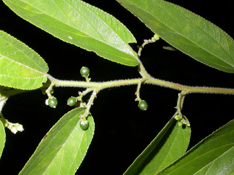 Cannabaceae Trema 