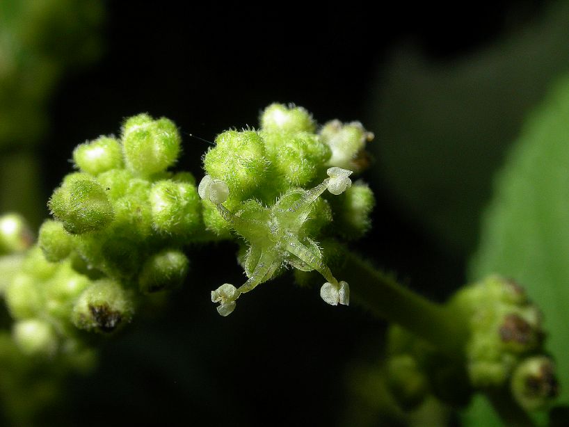 Urticaceae Urera 