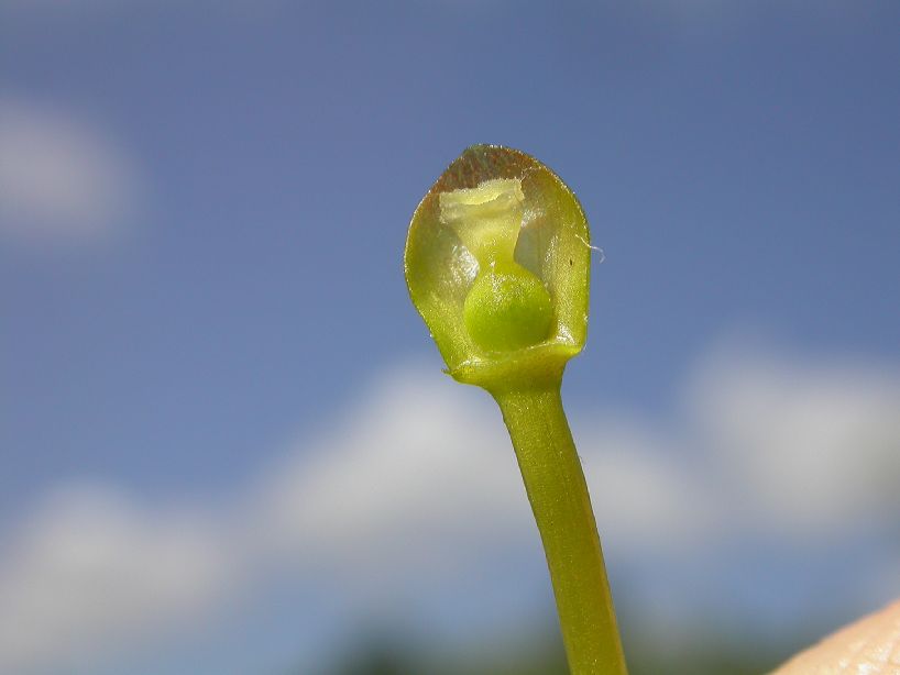 Lentibulariaceae Utricularia 