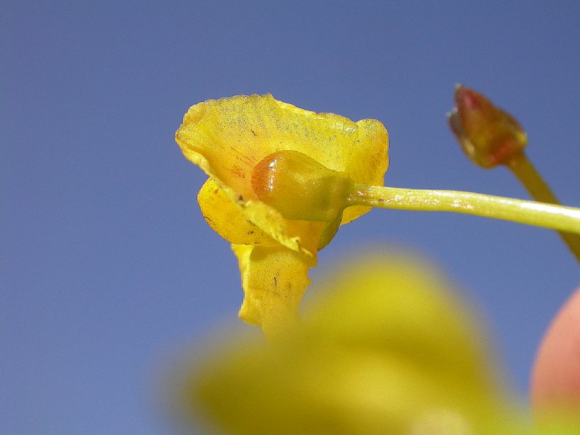 Lentibulariaceae Utricularia 