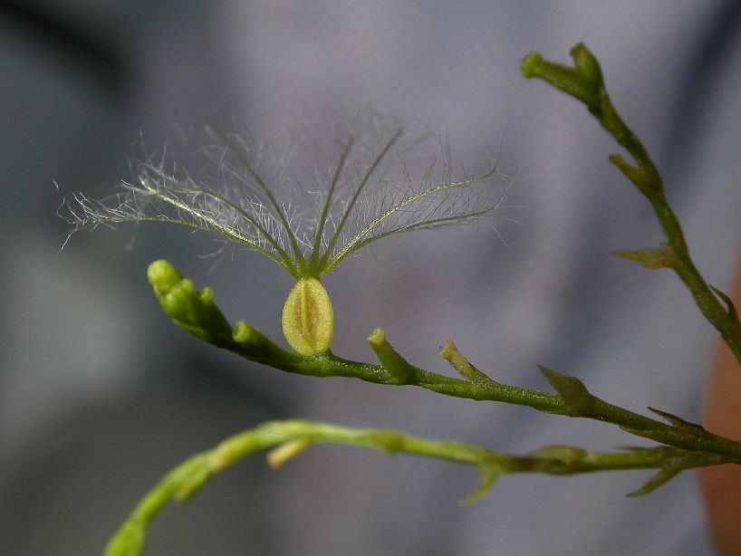 Caprifoliaceae Valeriana 