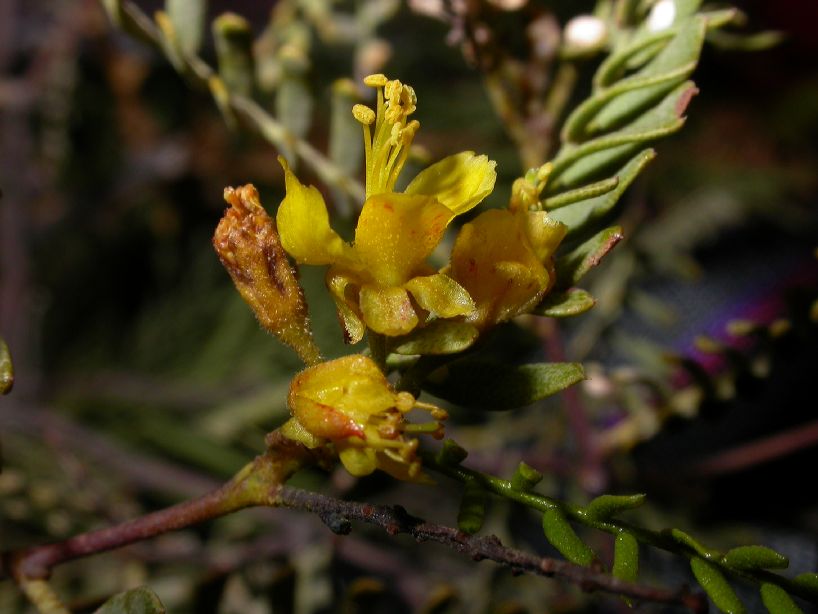 Fabaceae Zuccagnia punctata
