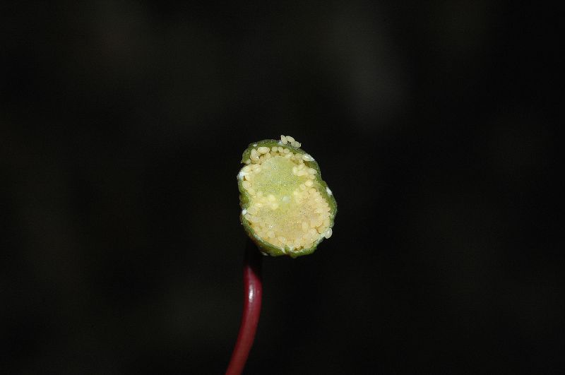 Campanulaceae Centropogon 
