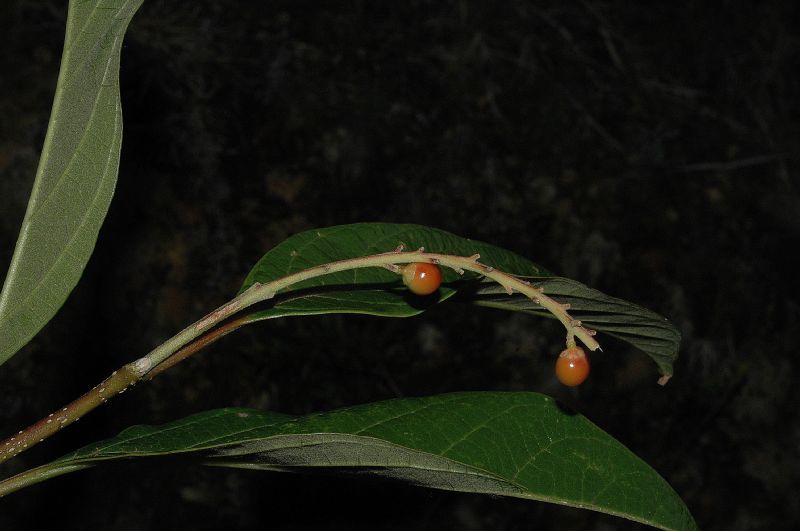Verbenaceae Citharexylum costaricense