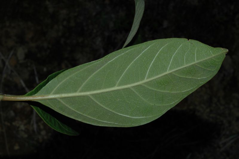 Verbenaceae Citharexylum costaricense