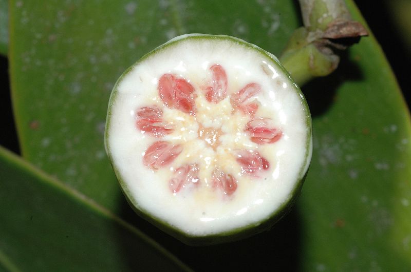 Clusiaceae Clusia uvitana