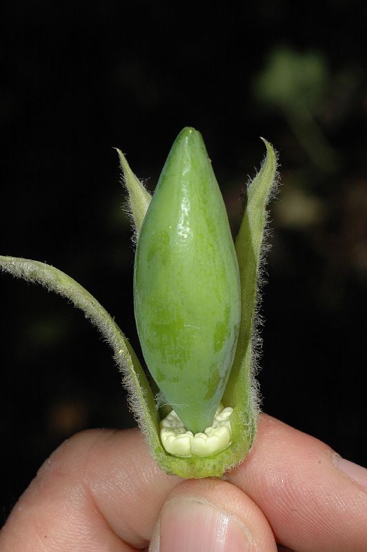 Polemoniaceae Cobaea aschersoniana