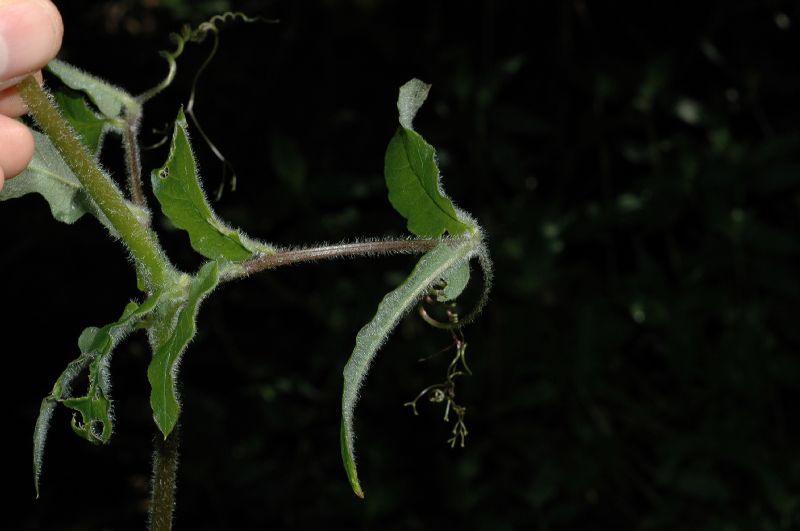 Polemoniaceae Cobaea aschersoniana