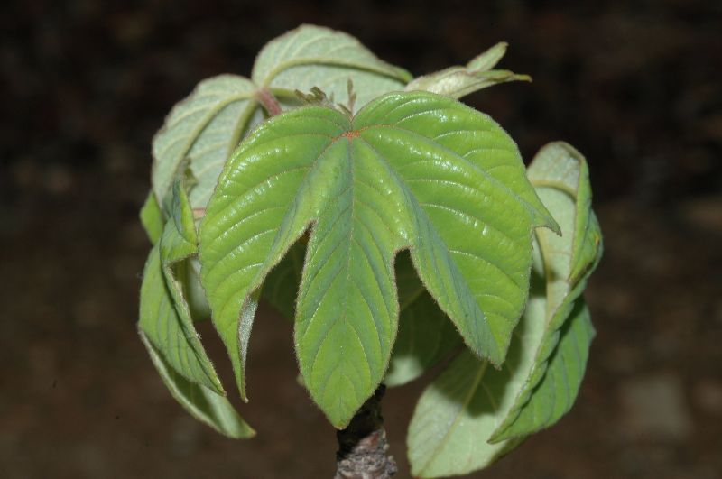 Bixaceae Cochlospermum vitifolium