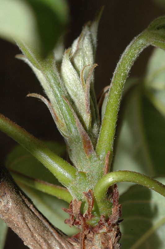 Bixaceae Cochlospermum vitifolium