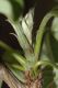 image of Cochlospermum vitifolium