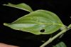 image of Cornus disciflora