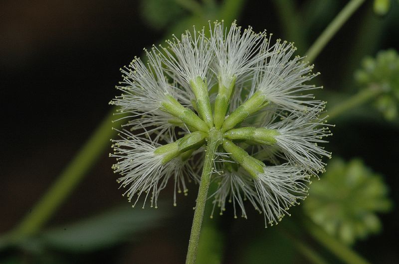 Fabaceae Enterolobium cyclocarpum