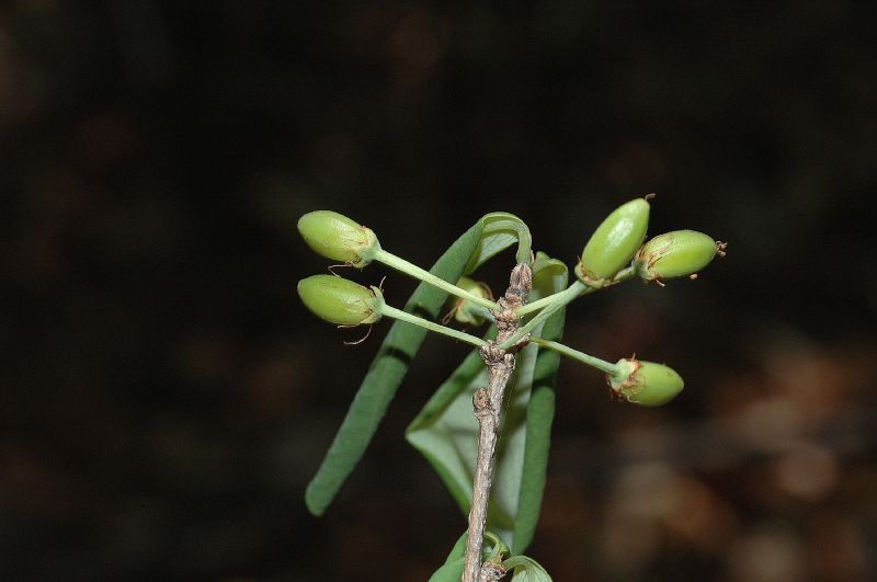 Erythroxylaceae Erythorxylum havanense
